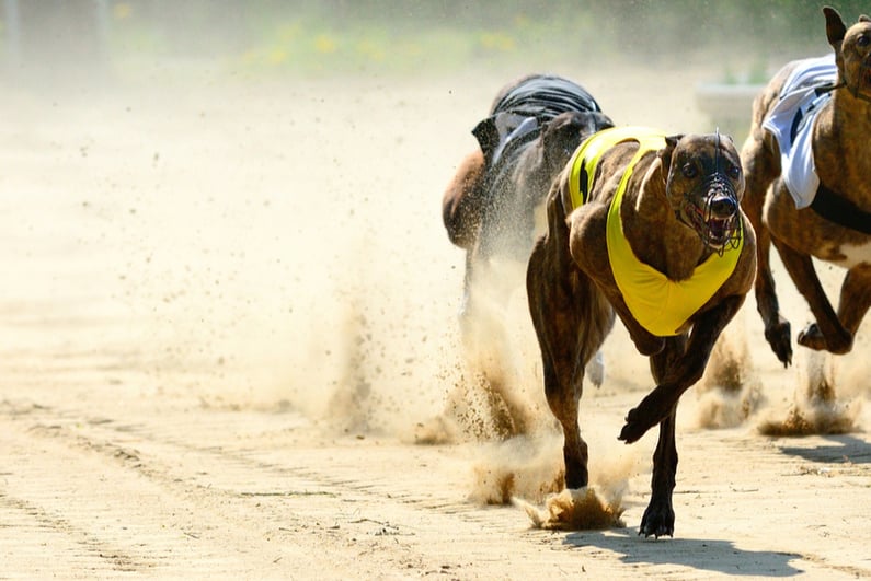 Racing greyhounds