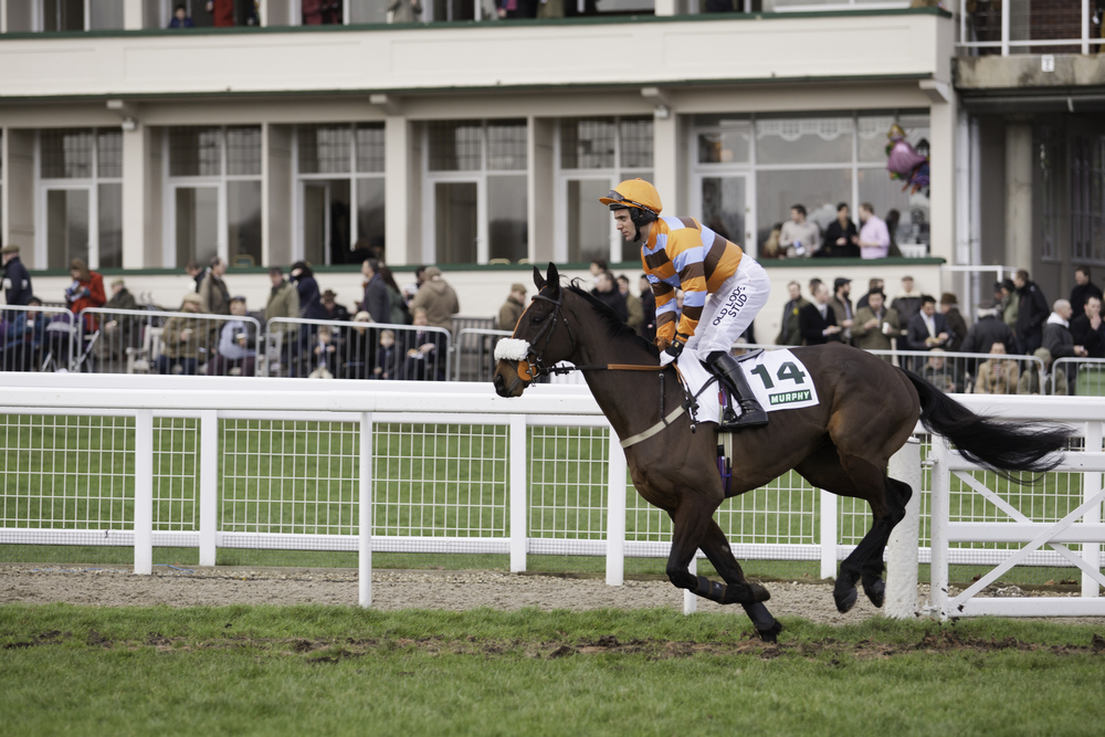 jockey races his horse at the Cheltenham Festival